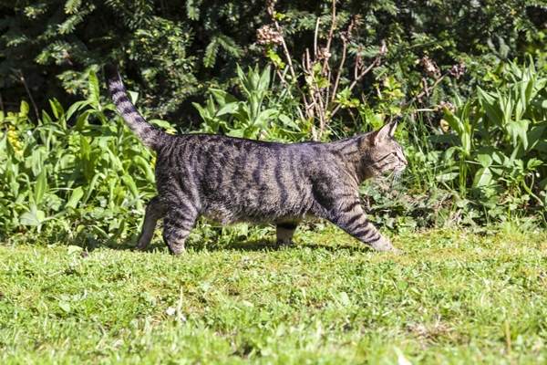 filariosi gatto