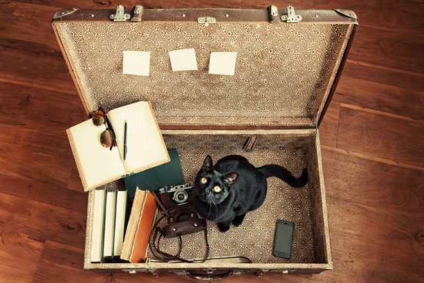 trasportare gli animali