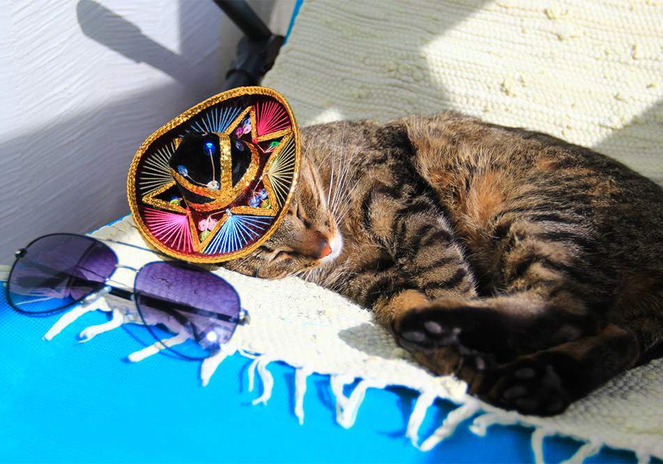 Vacanze con il Gatto