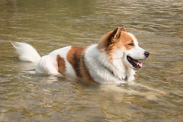 Cane in acqua
