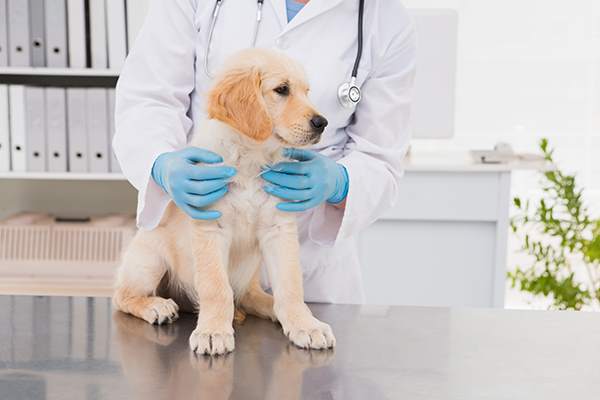 Cane veterinario