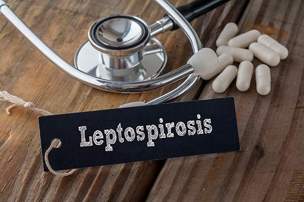 Leptospirsi canina