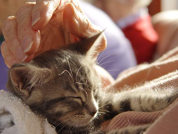 Pet therapy gatto