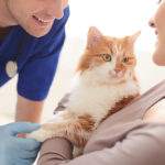 Sterilizzazione gatto