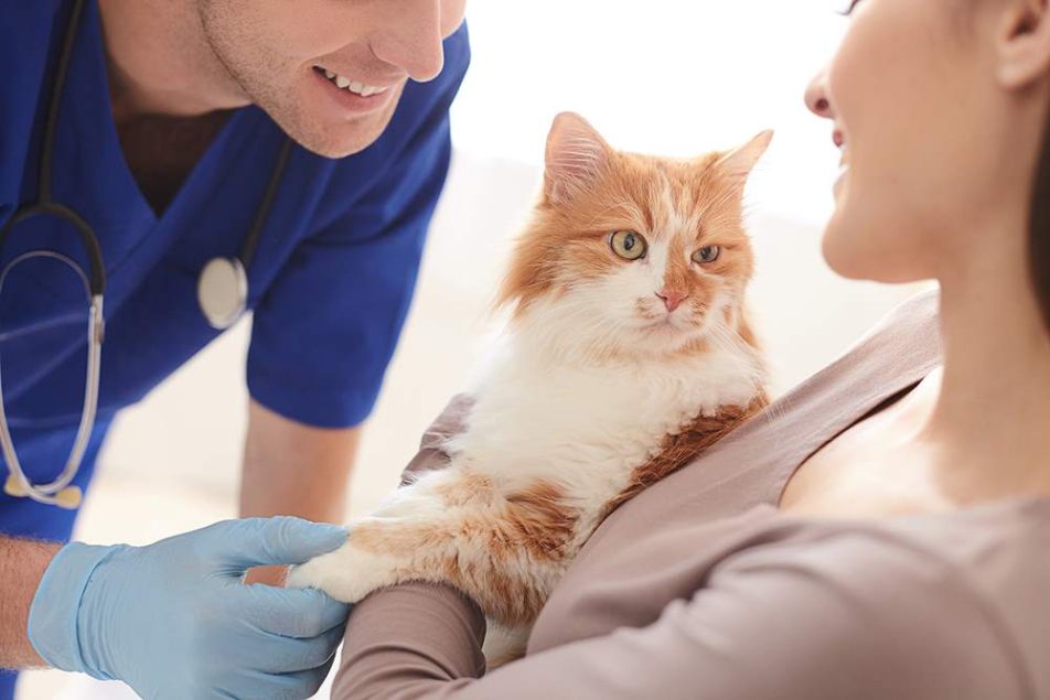 Sterilizzazione-gatto Sterilizzazione gatto