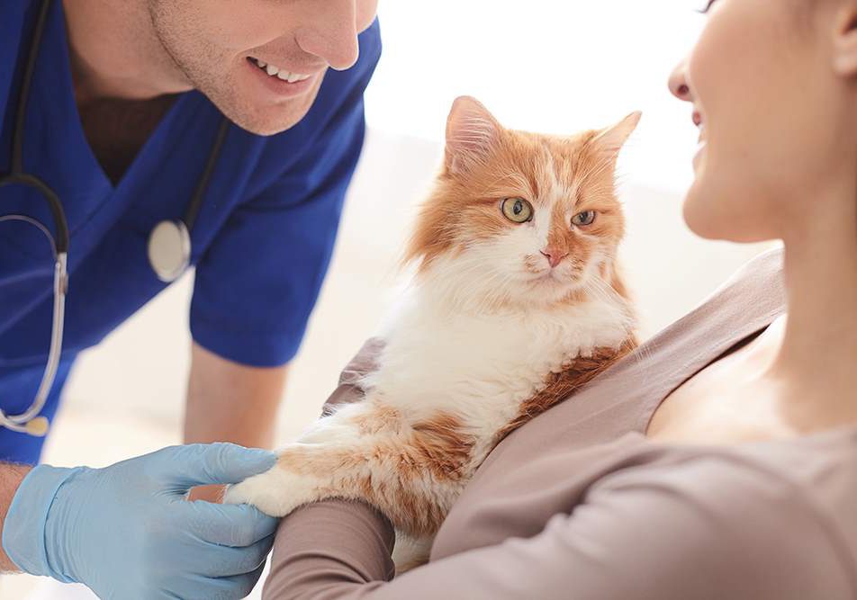 Sterilizzazione gatto