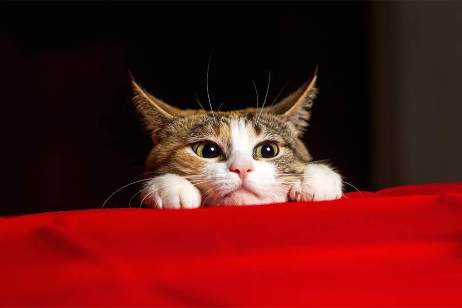 Pupille dilatate gatto