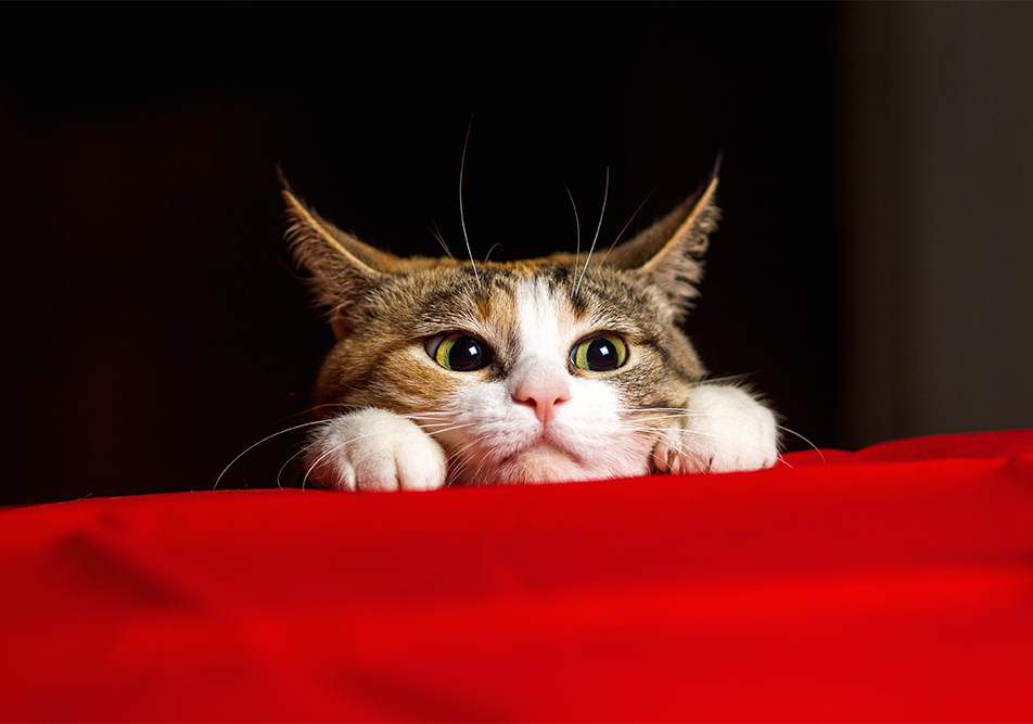 Pupille dilatate gatto