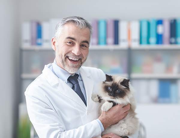 Veterinario gatto
