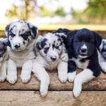 vaccini cani