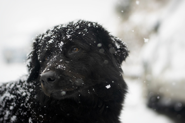 razze di cane che sopportano il freddo