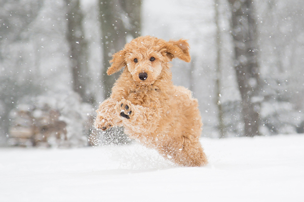 cani che soffrono il freddo