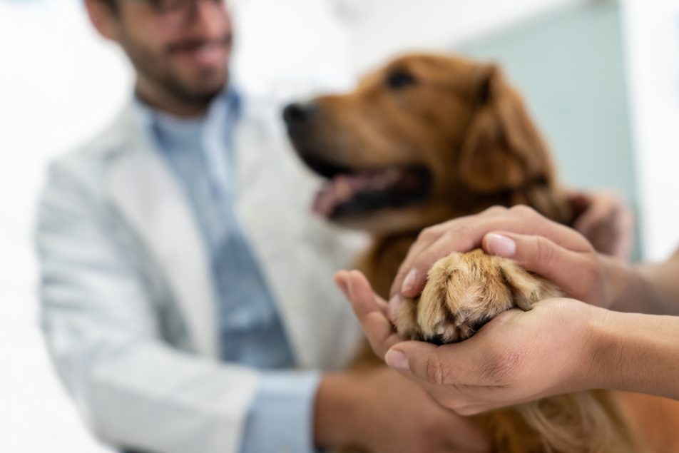 sterilizzazione-cane sterilizzazione cane
