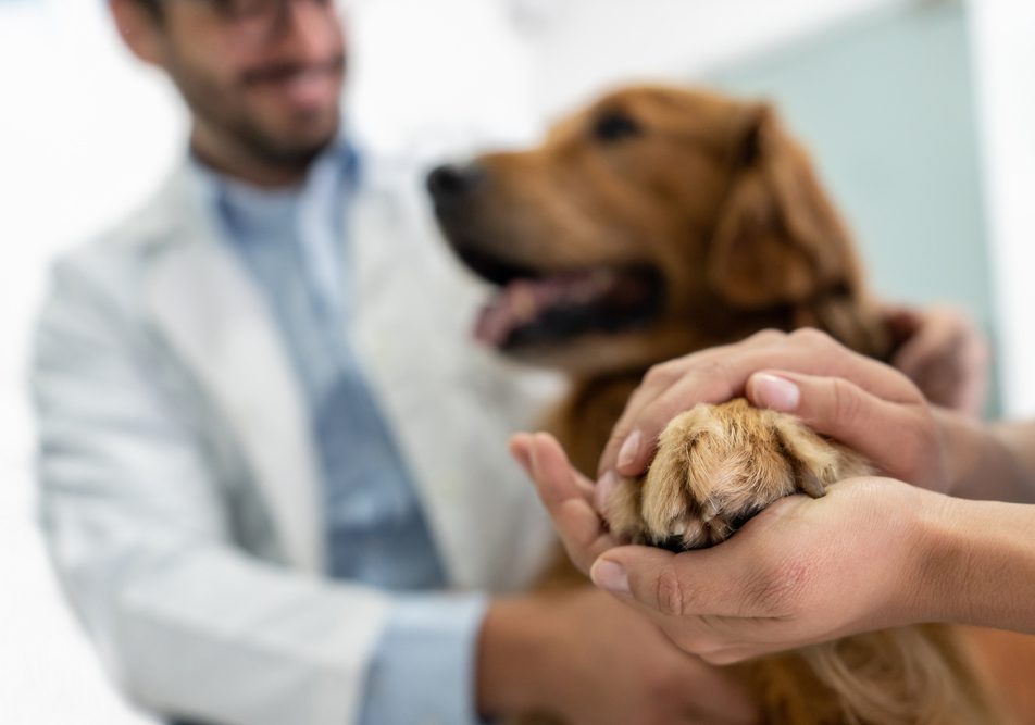 sterilizzazione cane