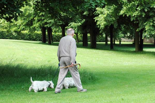 Animali anziani benefici