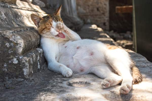 Capire se il gatto è incinta