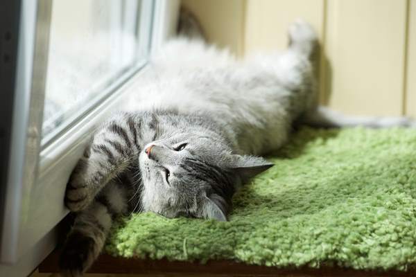 Gatto in calore