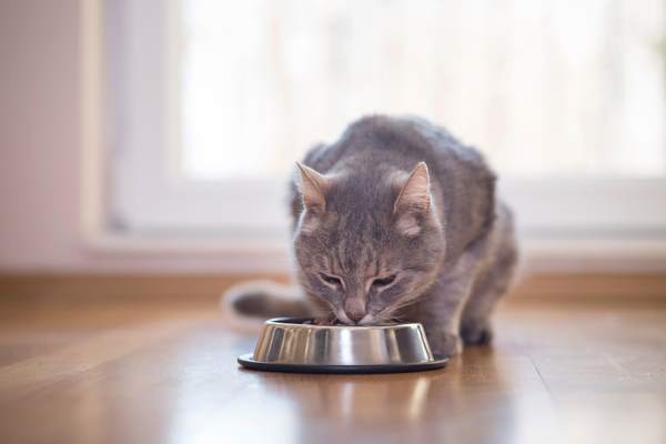 Gatto incinta alimentazione