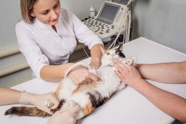 Controlli gatto in gravidanza