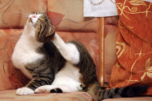 Come togliere le zecche