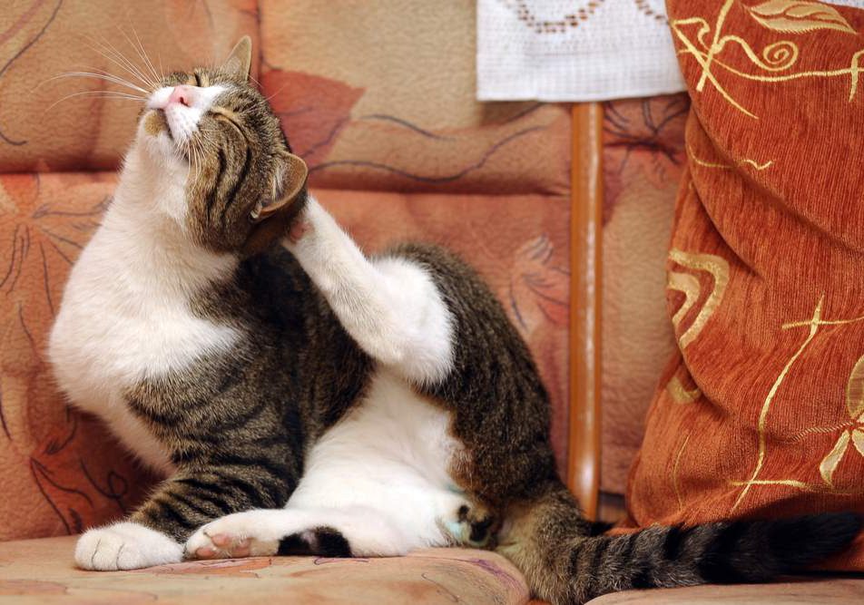 Come togliere-le-zecche Come togliere le zecche