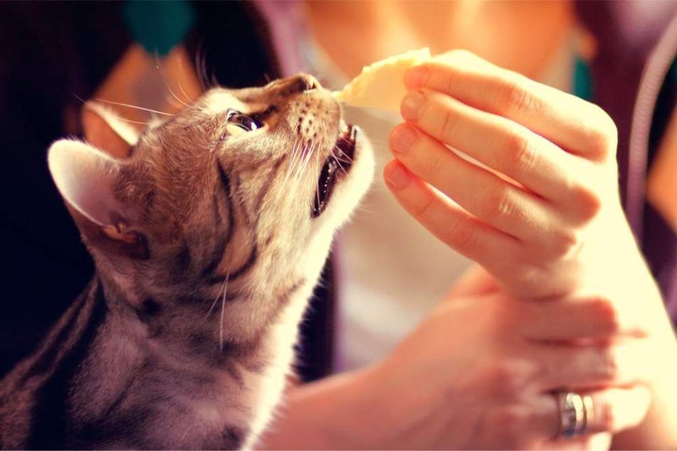 cibo-gatti alimentazione gatti