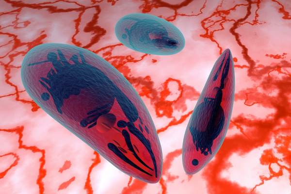 Toxoplasmosi malattia