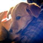 Diritti degli animali