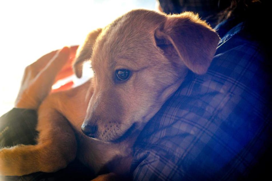 Diritti degli animali