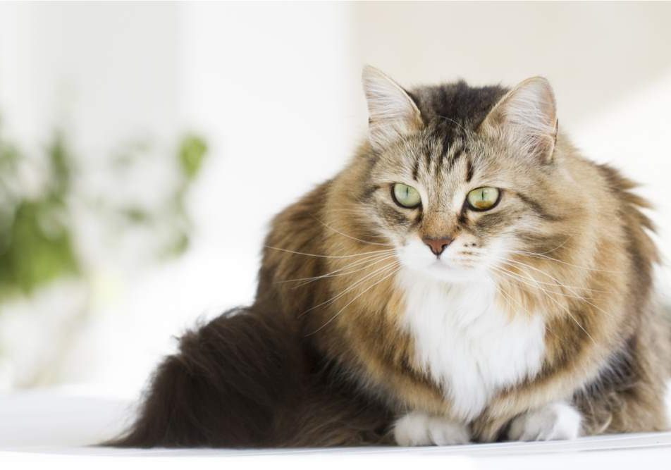gatto siberiano