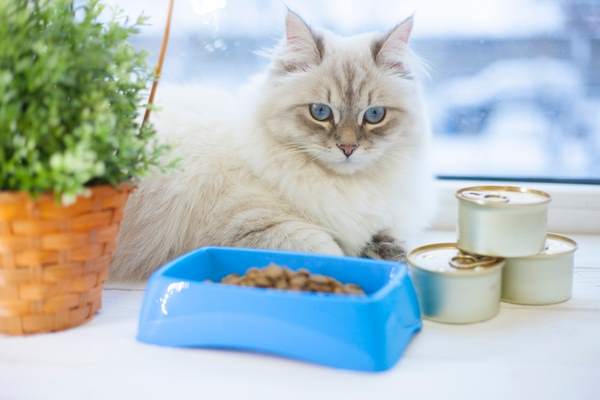 gatto siberiano cibo