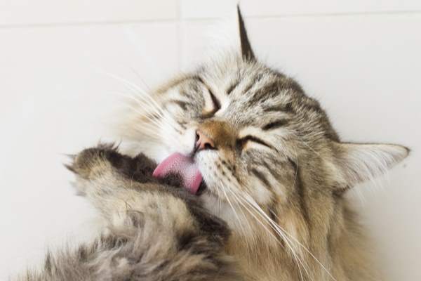 gatto siberiano pelo