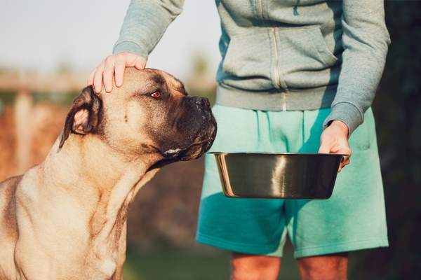 alimentazione cane corso