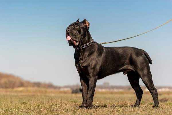 caratteristiche cane corso