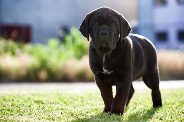 cucciolo cane corso
