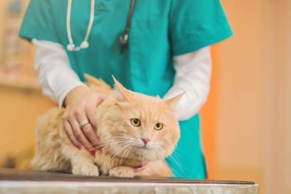 gatto sul lettino del veterinario
