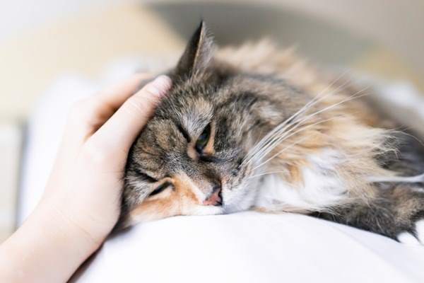 gatto che viene coccolato dal padrone