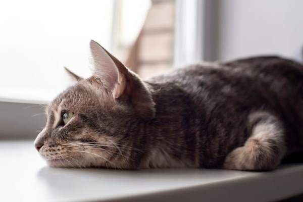 gatto