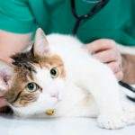 gatto dal veterinario