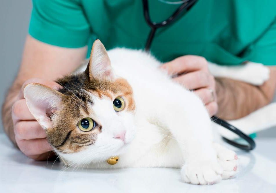 tosse-gatto gatto dal veterinario