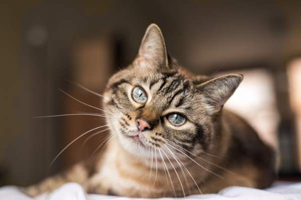 gatto che si rilassa