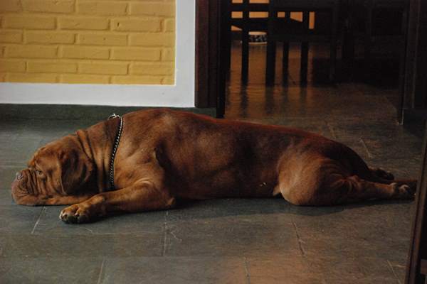 Sintomi displasia anca cane