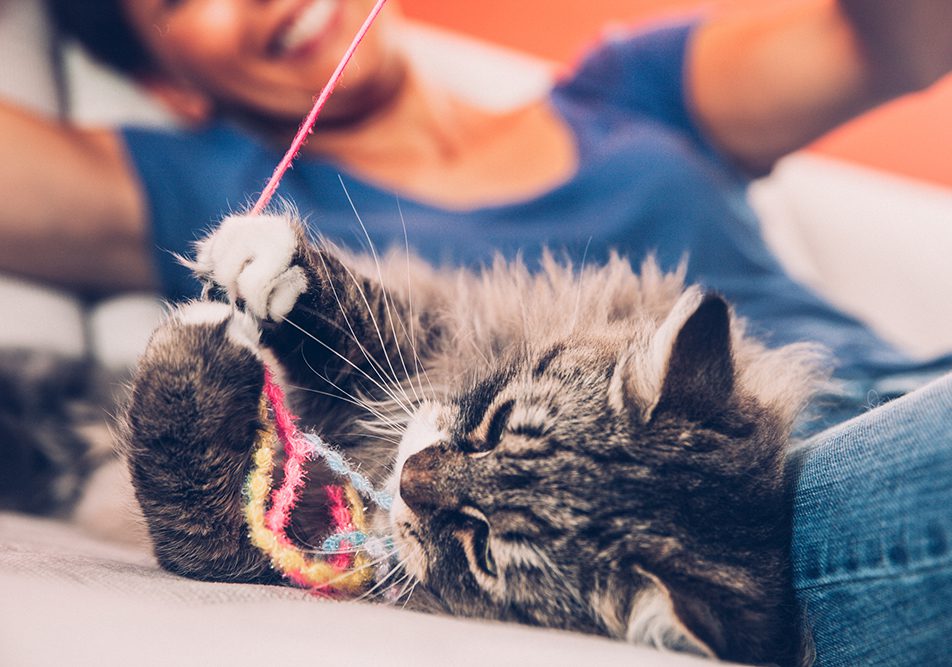 come addestrare gatto