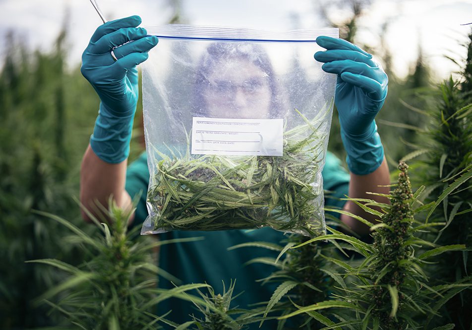 cannabis-terapeutica