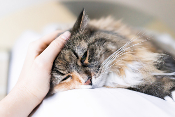 gatto malato