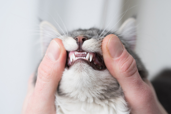 bocca gatto