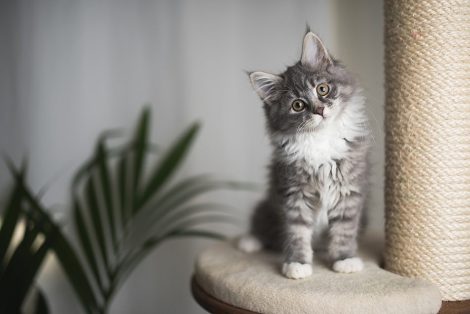 gatto