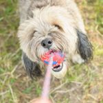 L’importanza della salute orale negli animali domestici.