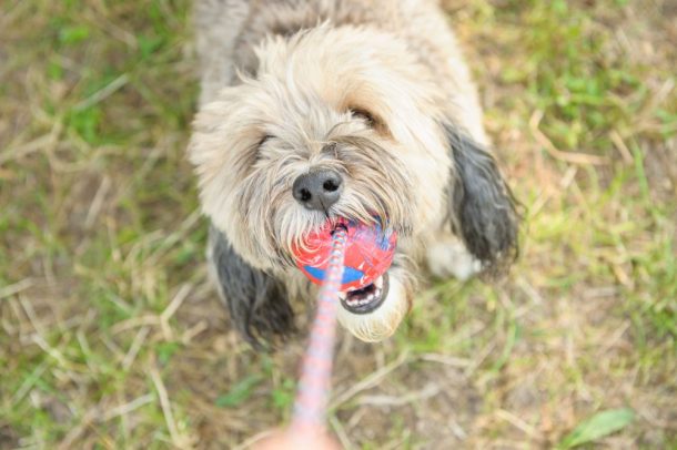 L’importanza della salute orale negli animali domestici.