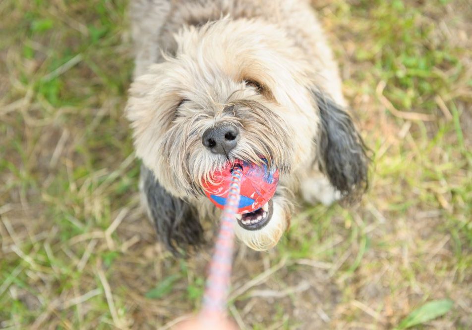 L’importanza della salute orale negli animali domestici.